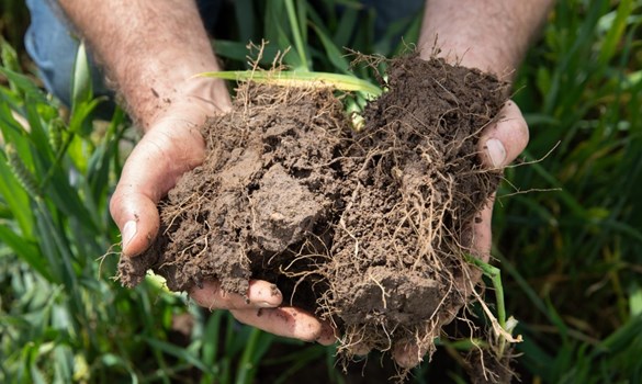 hands holding a clod of soil